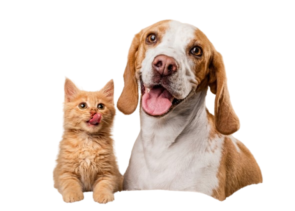 Anjing dan kucing